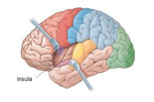 adjustments affect brain function