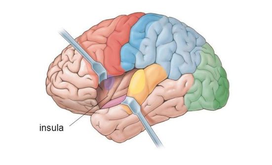 adjustments affect brain function