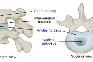 your spine needs water