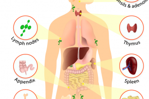 your mighty immune system